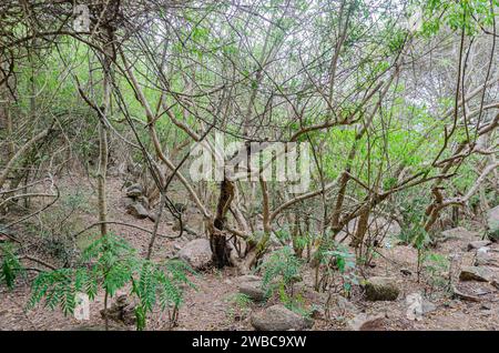 Sentier rocheux de Chamundi Hills, Mysore, Inde Banque D'Images