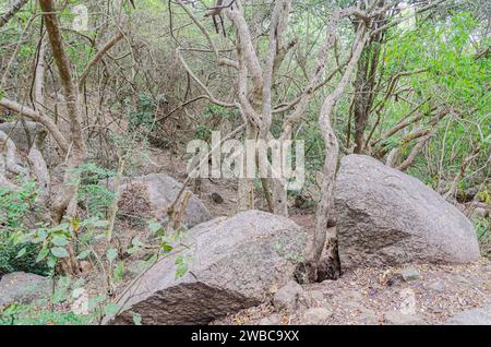 Sentier rocheux de Chamundi Hills, Mysore, Inde Banque D'Images