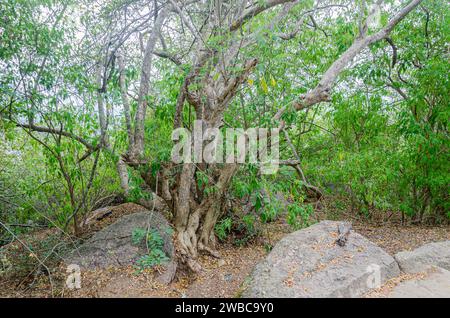 Sentier rocheux de Chamundi Hills, Mysore, Inde Banque D'Images