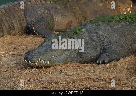 crocodile (crocodylus palustris) de gros mugger ou de marais ou d'eau douce reposant sur la rive de la rivière Banque D'Images