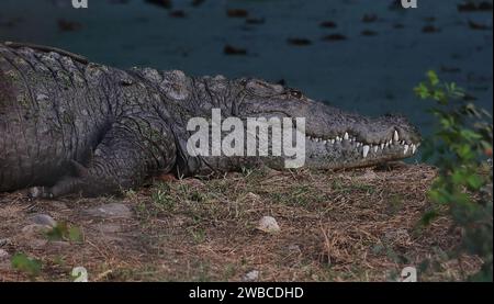 crocodile (crocodylus palustris) de gros mugger ou de marais ou d'eau douce reposant sur la rive de la rivière Banque D'Images