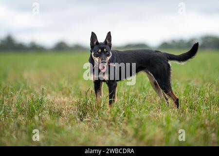 portrait de chien de ferme de moutons sur une ferme en gros plan au printemps Banque D'Images