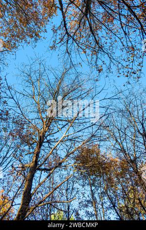 vue depuis le sol de la cime des arbres d'une forêt de chênes en hiver Banque D'Images