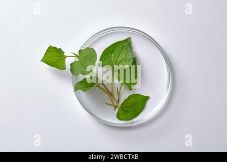 Vue de dessus, couche plate de feuilles de menthe fraîche de poisson (Houttuynia cordata) sur une boîte de Pétri sur un fond blanc. Depuis pour la publicité cosmétique de menthe de poisson ext Banque D'Images