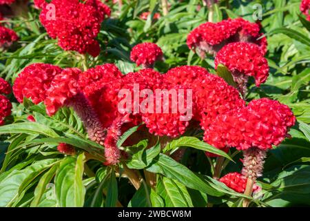 Big Red Celosia argentea fleurit dans le jardin. Banque D'Images