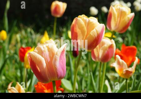 Les tulipes sont souvent considérées comme l'une des belles fleurs printanières. Les couleurs sont vibrantes et elles égayent tous les jardins. Banque D'Images