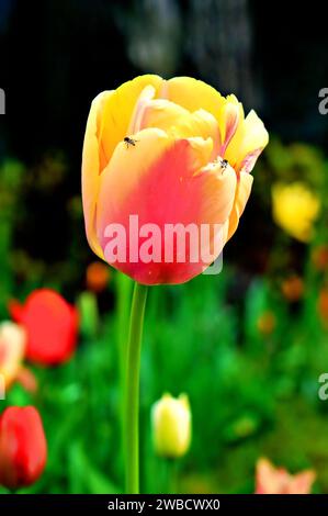 Les tulipes sont souvent considérées comme l'une des belles fleurs printanières. Les couleurs sont vibrantes et elles égayent tous les jardins. Banque D'Images