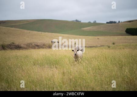 Vaches dans un champ, taureaux haras, vaches et bovins paissant sur l'herbe dans un champ, en Australie. les races incluent speckle park, murray grey, angus, brangus a. Banque D'Images