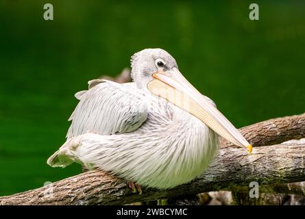 Portrait d'un petit pélican. Oiseau en habitat naturel. Pelecanus rufescens. Pélican à dos rose. Banque D'Images