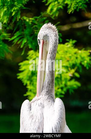 Portrait d'un petit pélican. Oiseau en habitat naturel. Pelecanus rufescens. Pélican à dos rose. Banque D'Images