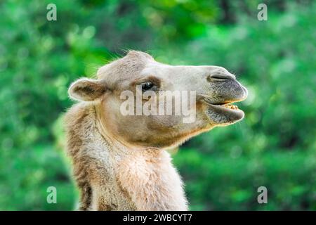 Portrait d'un chameau de Bactriane. Animal en gros plan. Camelus ferus. Banque D'Images