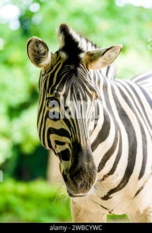 Portrait d'un zèbre. Animal en gros plan. Hippotigris. Banque D'Images