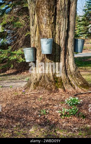 Trois seaux en métal galvanisé sont accrochés au tronc épais et rainuré d'un vieux érable, au pied duquel des perce-neige fleurissent, à Sugar Grove, en Pennsylvanie. Banque D'Images