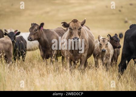 Vaches dans un champ, taureaux haras, vaches et bovins paissant sur l'herbe dans un champ, en Australie. les races incluent speckle park, murray grey, angus, brangus a. Banque D'Images