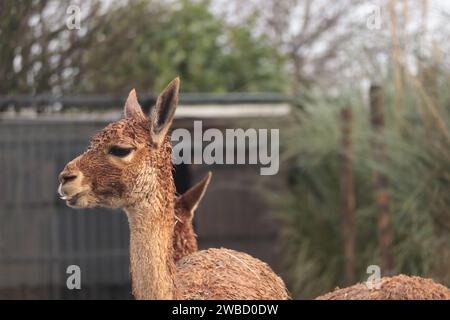 Vicugna (Lama Glama), rester sur le sol et regarder autour Banque D'Images