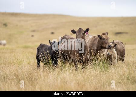 Vaches dans un champ, taureaux haras, vaches et bovins paissant sur l'herbe dans un champ, en Australie. les races incluent speckle park, murray grey, angus, brangus a. Banque D'Images