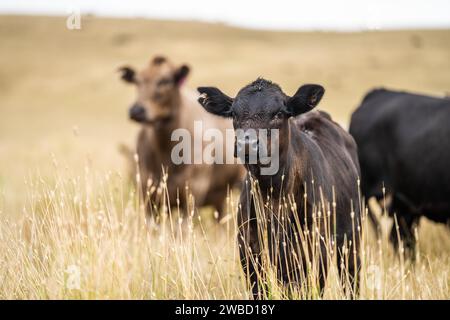 Vaches dans un champ, taureaux haras, vaches et bovins paissant sur l'herbe dans un champ, en Australie. les races incluent speckle park, murray grey, angus, brangus a. Banque D'Images