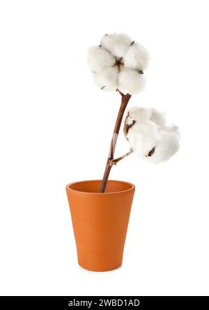 Branche de coton avec des fleurs dans un vase isolé sur le fond blanc Banque D'Images