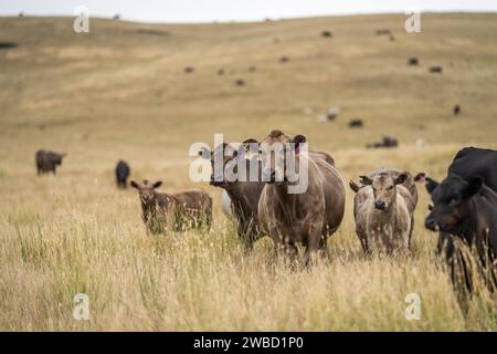 Vaches dans un champ, taureaux haras, vaches et bovins paissant sur l'herbe dans un champ, en Australie. les races incluent speckle park, murray grey, angus, brangus a. Banque D'Images