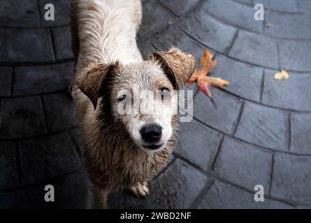 Mignon chien errant dans la rue, attendant le propriétaire dans le jour de pluie. Banque D'Images