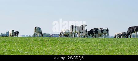Panorama de vaches Holstein frisonnes noires et blanches dans un pâturage ensoleillé sous un ciel bleu. Banque D'Images