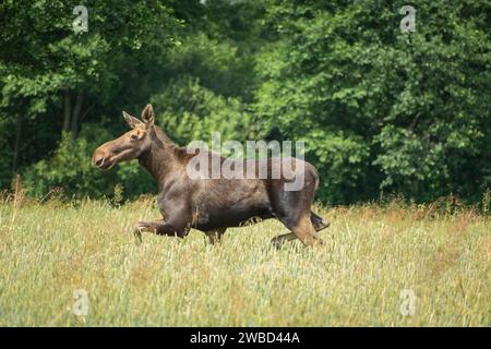 Un grand orignal coulant dans le grain sur le fond de la forêt verte, Ruda Huta, Pologne orientale Banque D'Images