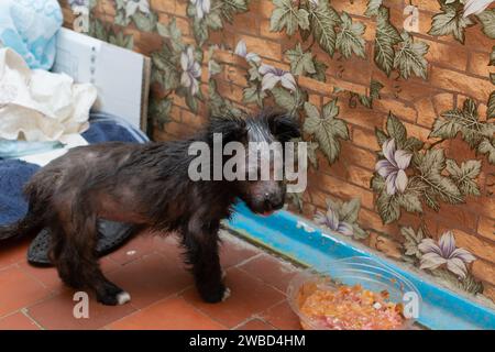 Gale demodectique chez un chiot. Chiot avec la fourrure endommager la tête et le corps de demodex acariens.traitement de la demodicose. Banque D'Images