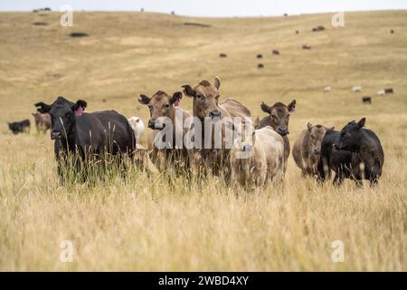 Vaches dans un champ, taureaux haras, vaches et bovins paissant sur l'herbe dans un champ, en Australie. les races incluent speckle park, murray grey, angus, brangus a. Banque D'Images