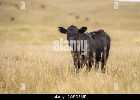 Vaches dans un champ, taureaux haras, vaches et bovins paissant sur l'herbe dans un champ, en Australie. les races incluent speckle park, murray grey, angus, brangus a. Banque D'Images