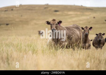 Vaches dans un champ, taureaux haras, vaches et bovins paissant sur l'herbe dans un champ, en Australie. les races incluent speckle park, murray grey, angus, brangus a. Banque D'Images