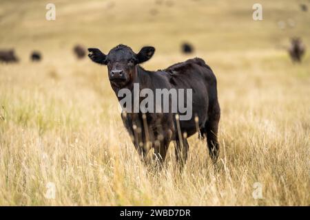 Vaches dans un champ, taureaux haras, vaches et bovins paissant sur l'herbe dans un champ, en Australie. les races incluent speckle park, murray grey, angus, brangus a. Banque D'Images