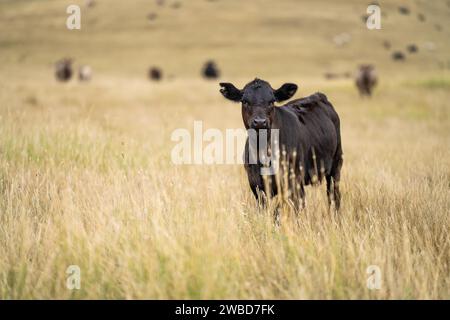 Vaches dans un champ, taureaux haras, vaches et bovins paissant sur l'herbe dans un champ, en Australie. les races incluent speckle park, murray grey, angus, brangus a. Banque D'Images