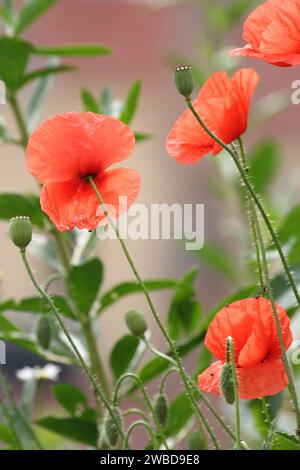 Coquelicots à Eger, Hongrie Banque D'Images