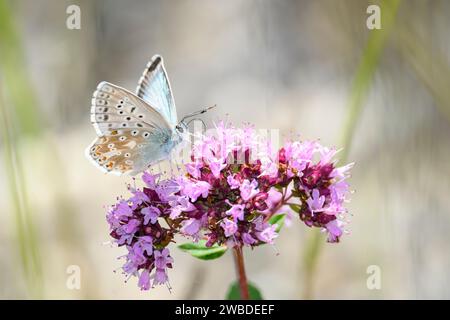 Le bleu de la colline - Lysandra coridon - suce le nectar avec son tronc de la fleur d'Origanum vulgare - origan ou marjolaine sauvage Banque D'Images