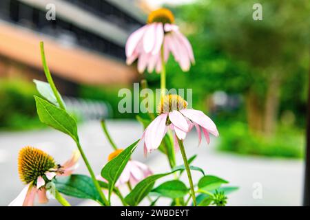 Un éventail de fleurs vibrantes ornent le trottoir devant une rangée de bâtiments urbains Banque D'Images