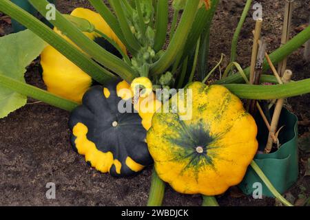 Les fruits jeunes et matures de la courge Saint-Jacques jaune-vert reposent sur le sol. Un arbuste végétal patisson avec des pattypanes de différentes tailles pousse Banque D'Images
