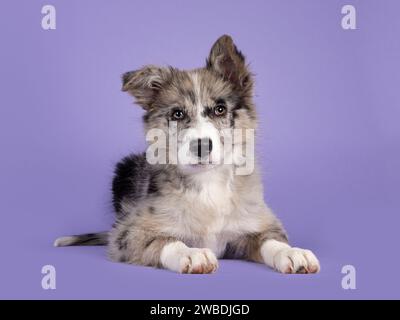 Adorable chien Collie bleu à bordure de merle, posé face à l'avant. En regardant vers l'appareil photo avec les yeux brunâtres et le nez noir en forme de coeur. Isolé Banque D'Images