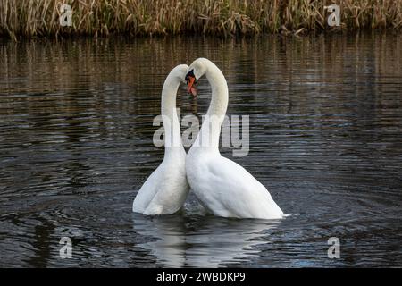 Paire de cygnes muets affichant un comportement de cour. Les cygnes se sont levés hors de l'eau après l'accouplement. Banque D'Images