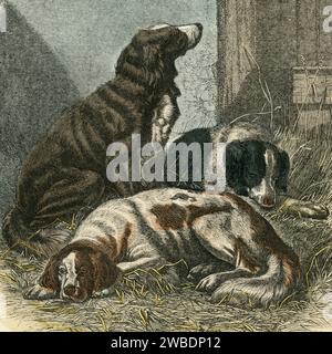 Chiens sportifs. Détail carré de gravure colorée de l’édition 1866 de l’Histoire naturelle populaire de Cassell, publiée par Cassell, Petter et Galpin. Banque D'Images