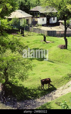 Comté de Vrancea, Roumanie, env. 1990. Une propriété rurale avec petite maison traditionnelle et grange. Vache pâturant près de la propriété. Banque D'Images