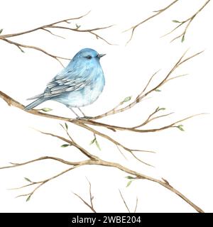 Bleu aquarelle sur les branches au printemps. L'illustration est dessinée à la main sur un fond isolé. Dessin pour cartes de vœux, invitations, affiches, Banque D'Images