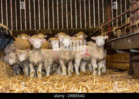 Sondage Dorset brebis avec agneaux sur la ferme Richard et Sue AlpeÕs à Chipping, près de Preston, Lancashire. La race de moutons prolifique est capable de tout agneau Banque D'Images