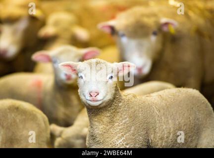 Sondage Dorset brebis avec agneaux sur la ferme Richard et Sue AlpeÕs à Chipping, près de Preston, Lancashire. La race de moutons prolifique est capable de tout agneau Banque D'Images