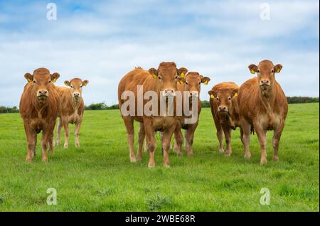 Un pedigree génisses Limousin, Anglesey, Gwynedd, North Wales, UK. Banque D'Images