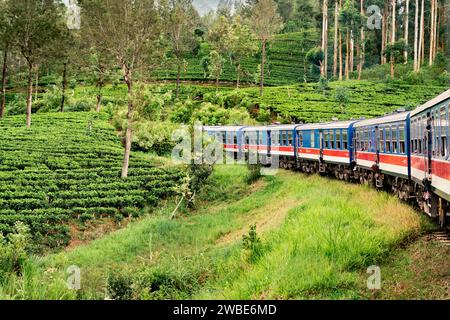 Train et plantation de thé au Sri Lanka. Nuwara Eliya, Ella ou Kandy. Voyage ferroviaire et tourisme. Forêt verte et beau paysage. Banque D'Images