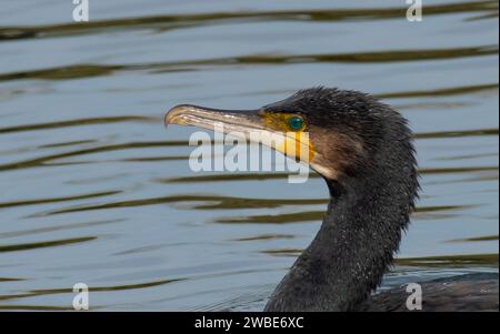 Gros plan d'un cormoran, Burton-on-Trent, Staffordshire, Royaume-Uni Banque D'Images