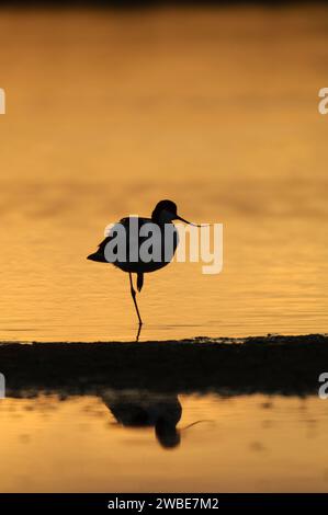 Pied avocat Recurvirostra avosetta, debout sur une jambe, au repos, dans la piscine peu profonde au coucher du soleil, Norfolk, juin. Banque D'Images