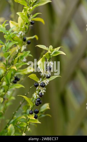 Les baies et les fleurs parfumées de la plante Christmas Box en hiver. (Sarcococca confusa - Sweet Box Sarcococca). Arbuste à feuilles persistantes à floraison hivernale. Banque D'Images