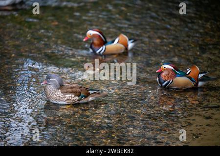 Trois canards mandarins nageant sur un lac. Une femelle avec deux mâles colorés derrière. Canard mandarine (Aix galericulata) à Kelsey Park, Beckenham, Kent, Royaume-Uni Banque D'Images