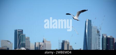 Seagull volant devant le quartier des affaires de Sydney en écran large 21:9 Banque D'Images